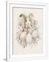 Gramercy White