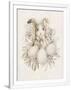 Gramercy White