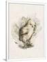 Gramercy White