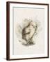 Chelsea Espresso