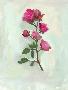 Just the Print