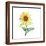 Brown Frame