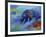 Denali Grizzly-Marion Rose-Framed Giclee Print