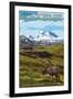 Denali National Park, Alaska - Caribou and Stoney Overlook-Lantern Press-Framed Art Print