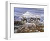 Denali Rams-Jeff Tift-Framed Giclee Print