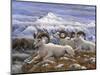 Denali Rams-Jeff Tift-Mounted Giclee Print