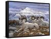 Denali Rams-Jeff Tift-Framed Stretched Canvas