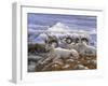 Denali Rams-Jeff Tift-Framed Giclee Print