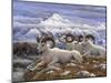 Denali Rams-Jeff Tift-Mounted Giclee Print