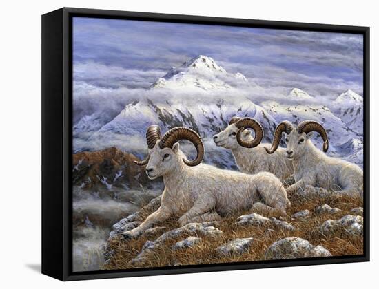 Denali Rams-Jeff Tift-Framed Stretched Canvas