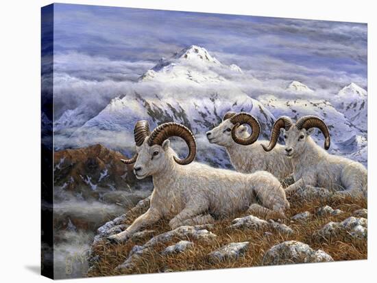 Denali Rams-Jeff Tift-Stretched Canvas