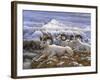 Denali Rams-Jeff Tift-Framed Giclee Print