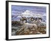 Denali Rams-Jeff Tift-Framed Giclee Print