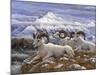 Denali Rams-Jeff Tift-Mounted Giclee Print