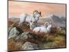 Denali Trio-Trevor V. Swanson-Mounted Giclee Print