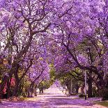 Street of Beautiful Violet Vibrant Jacaranda in Bloom. Tenderness. Romantic Style. Spring in South-Dendenal-Mounted Photographic Print