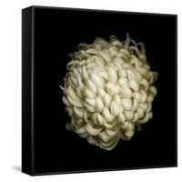 Dendra C3: White Chrysanthemum-Doris Mitsch-Framed Stretched Canvas