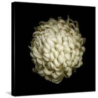 Dendra C3: White Chrysanthemum-Doris Mitsch-Stretched Canvas