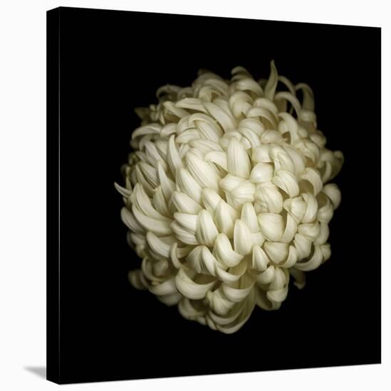 Dendra C3: White Chrysanthemum-Doris Mitsch-Stretched Canvas