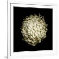 Dendra C3: White Chrysanthemum-Doris Mitsch-Framed Photographic Print