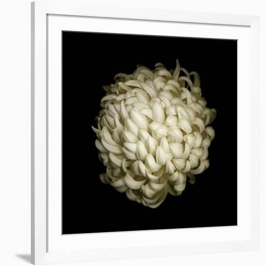 Dendra C3: White Chrysanthemum-Doris Mitsch-Framed Photographic Print