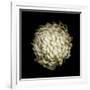 Dendra C3: White Chrysanthemum-Doris Mitsch-Framed Photographic Print