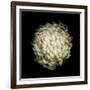 Dendra C3: White Chrysanthemum-Doris Mitsch-Framed Photographic Print