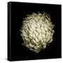 Dendra C3: White Chrysanthemum-Doris Mitsch-Framed Stretched Canvas