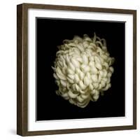 Dendra C3: White Chrysanthemum-Doris Mitsch-Framed Photographic Print