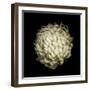 Dendra C3: White Chrysanthemum-Doris Mitsch-Framed Photographic Print