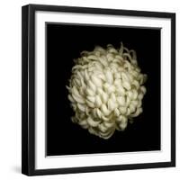 Dendra C3: White Chrysanthemum-Doris Mitsch-Framed Photographic Print