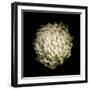 Dendra C3: White Chrysanthemum-Doris Mitsch-Framed Photographic Print