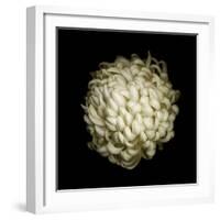 Dendra C3: White Chrysanthemum-Doris Mitsch-Framed Photographic Print