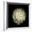 Dendra C3: White Chrysanthemum-Doris Mitsch-Framed Photographic Print