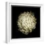 Dendra C3: White Chrysanthemum-Doris Mitsch-Framed Photographic Print