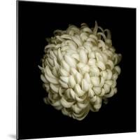 Dendra C3: White Chrysanthemum-Doris Mitsch-Mounted Photographic Print
