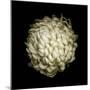 Dendra C3: White Chrysanthemum-Doris Mitsch-Mounted Photographic Print