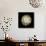 Dendra C3: White Chrysanthemum-Doris Mitsch-Photographic Print displayed on a wall