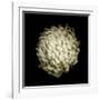 Dendra C3: White Chrysanthemum-Doris Mitsch-Framed Photographic Print