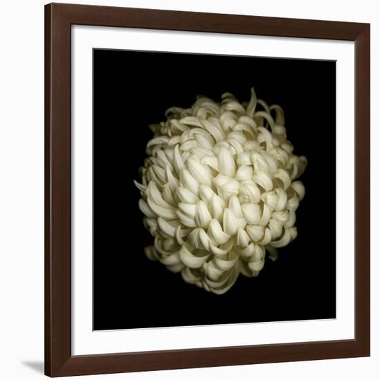 Dendra C3: White Chrysanthemum-Doris Mitsch-Framed Photographic Print