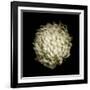 Dendra C3: White Chrysanthemum-Doris Mitsch-Framed Photographic Print