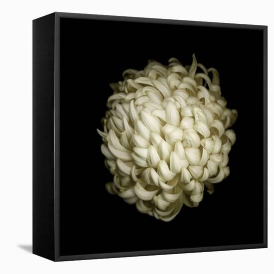 Dendra C3: White Chrysanthemum-Doris Mitsch-Framed Stretched Canvas