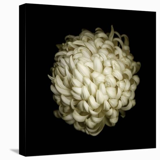 Dendra C3: White Chrysanthemum-Doris Mitsch-Stretched Canvas