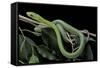 Dendroaspis Angusticeps (Common Mamba)-Paul Starosta-Framed Stretched Canvas