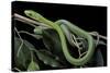Dendroaspis Angusticeps (Common Mamba)-Paul Starosta-Stretched Canvas