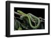 Dendroaspis Angusticeps (Common Mamba)-Paul Starosta-Framed Photographic Print