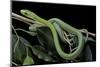 Dendroaspis Angusticeps (Common Mamba)-Paul Starosta-Mounted Photographic Print