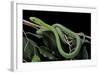 Dendroaspis Angusticeps (Common Mamba)-Paul Starosta-Framed Photographic Print