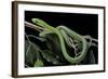 Dendroaspis Angusticeps (Common Mamba)-Paul Starosta-Framed Photographic Print