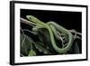 Dendroaspis Angusticeps (Common Mamba)-Paul Starosta-Framed Photographic Print